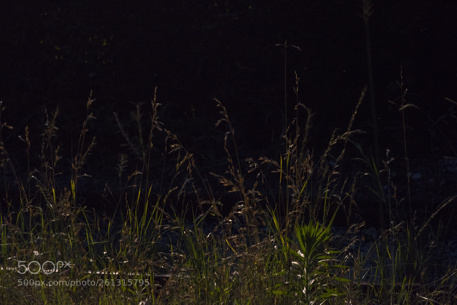 Nikon D810 sample photo. In a world   no.30 photography