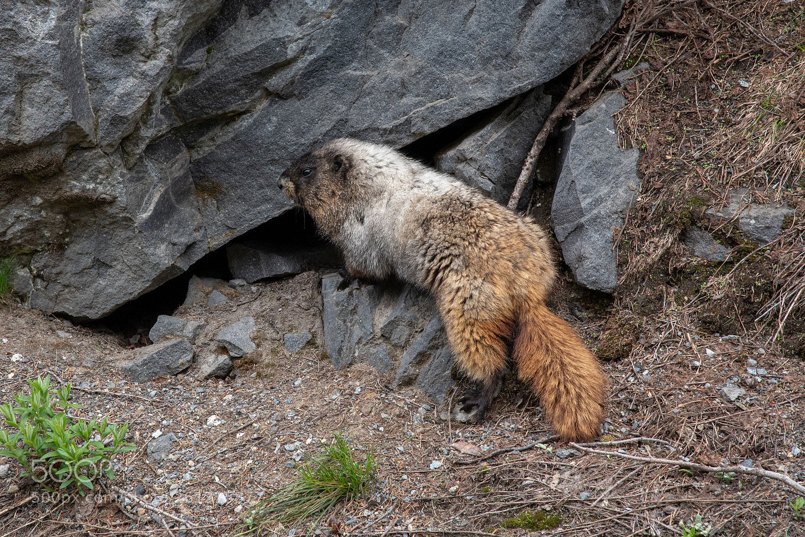 Nikon D750 sample photo. Marmot photography