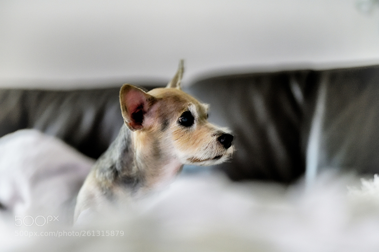 Nikon D850 sample photo. Shaken photography