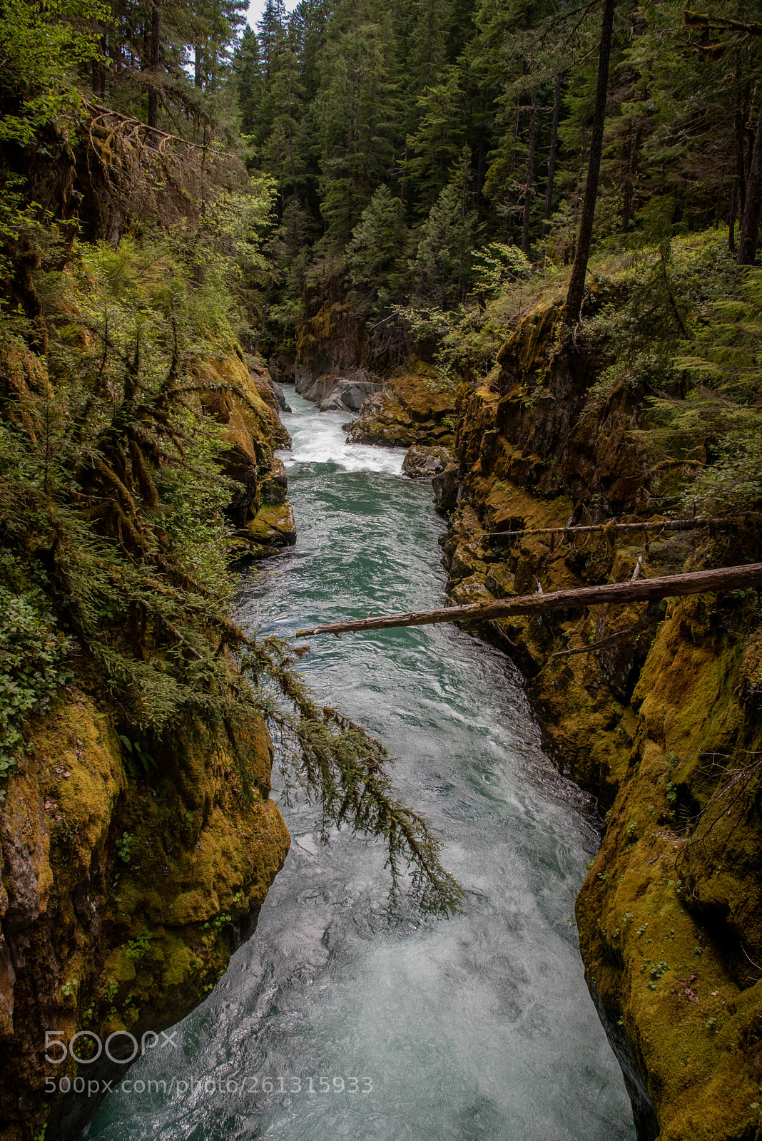 Nikon D750 sample photo. Green photography