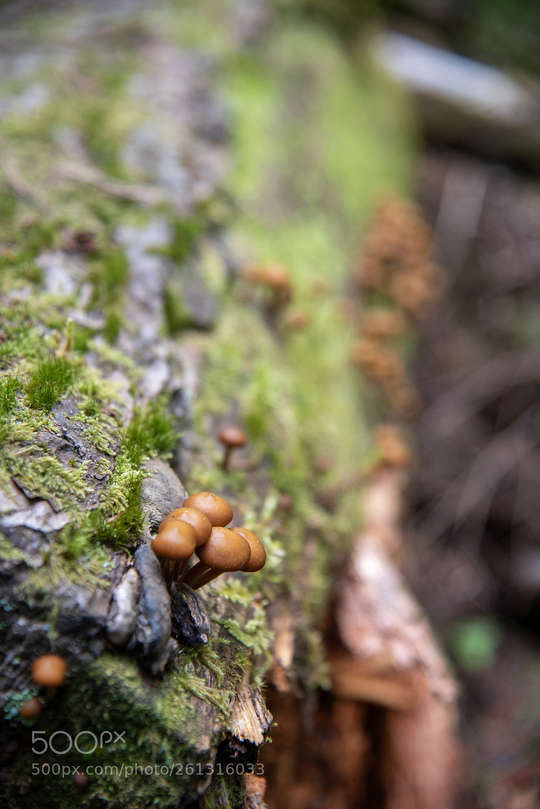 Nikon D750 sample photo. Mushrooms photography