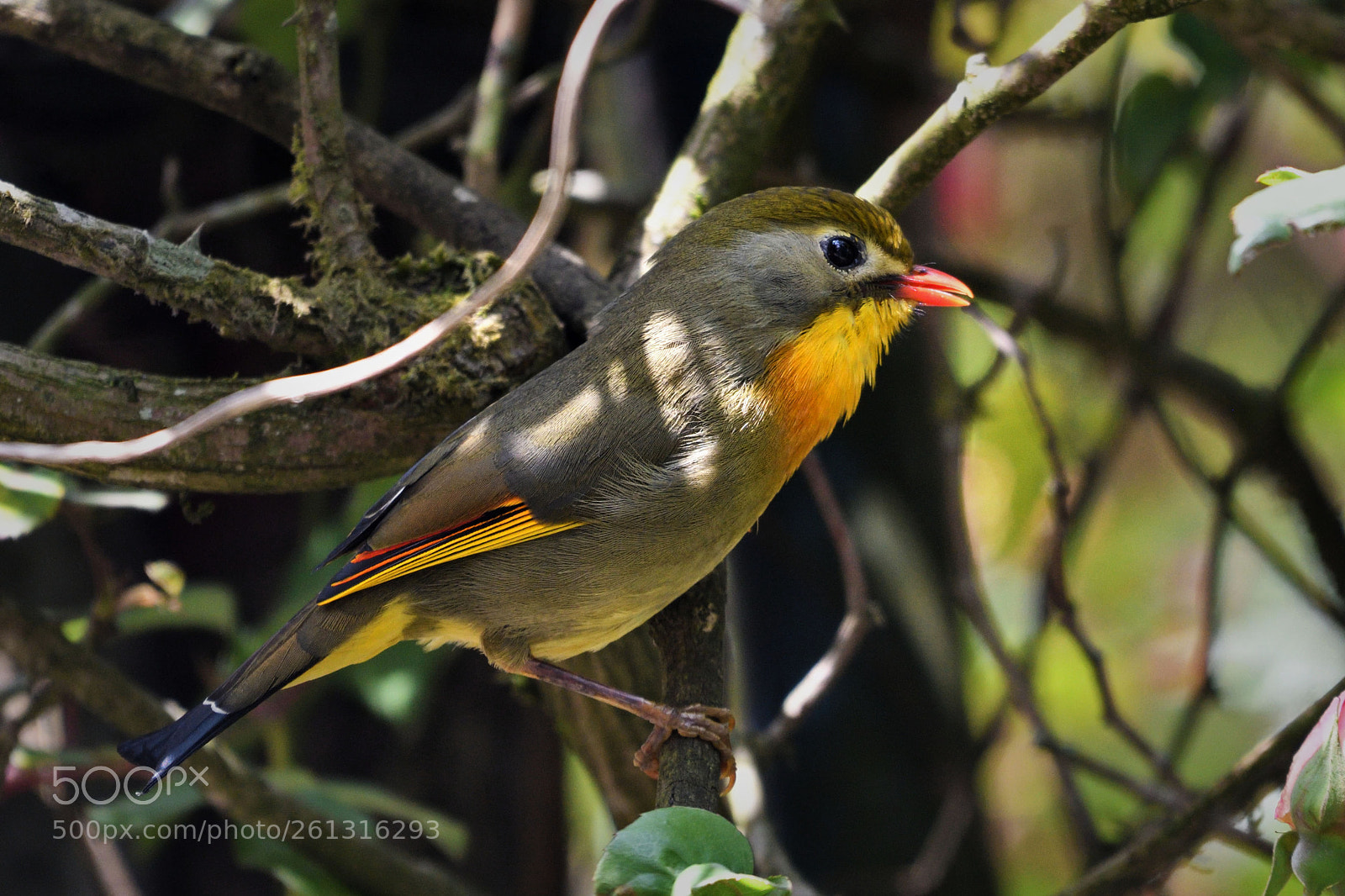 Nikon D500 sample photo. Red-billed leiothrix photography
