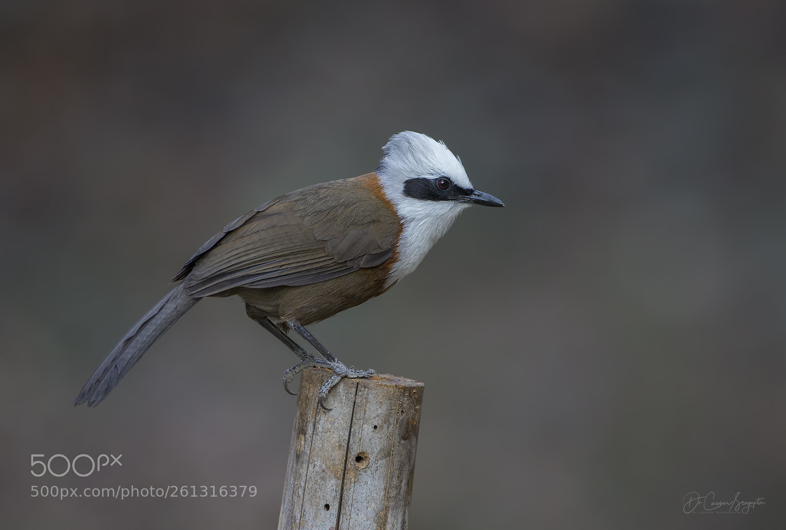 Canon EOS-1D X sample photo. White crested laughingthrush photography