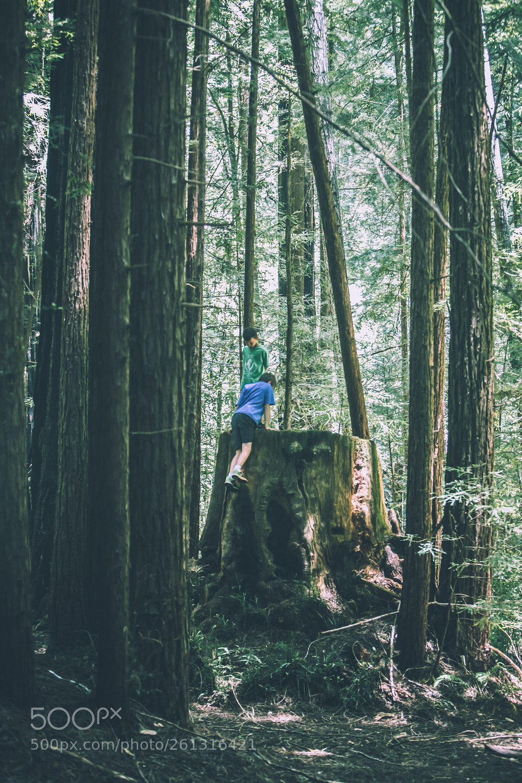 Canon EOS 5D Mark II sample photo. Kids and trees photography