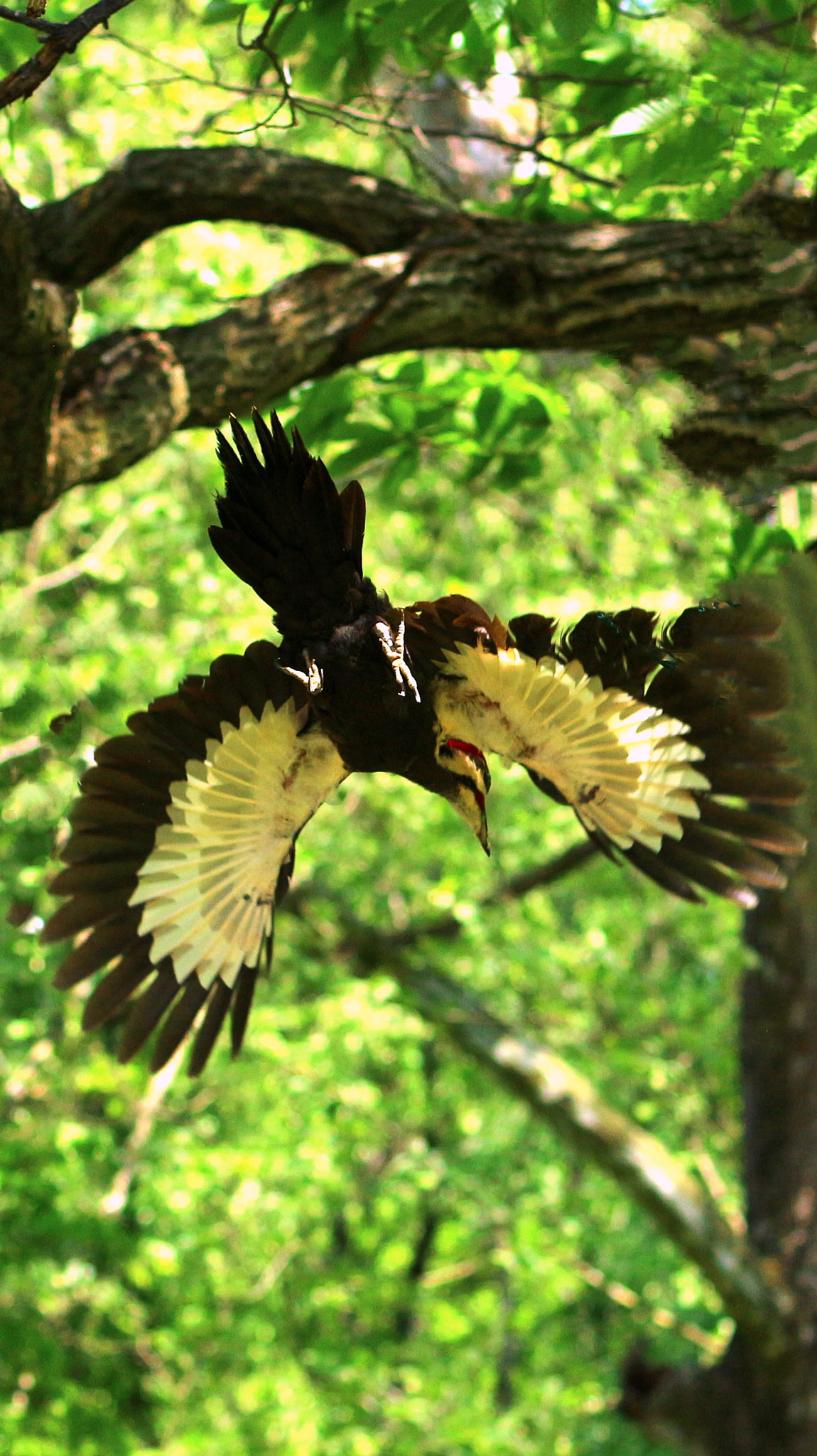 Canon EOS 650D (EOS Rebel T4i / EOS Kiss X6i) sample photo. Pileated woodpecker photography