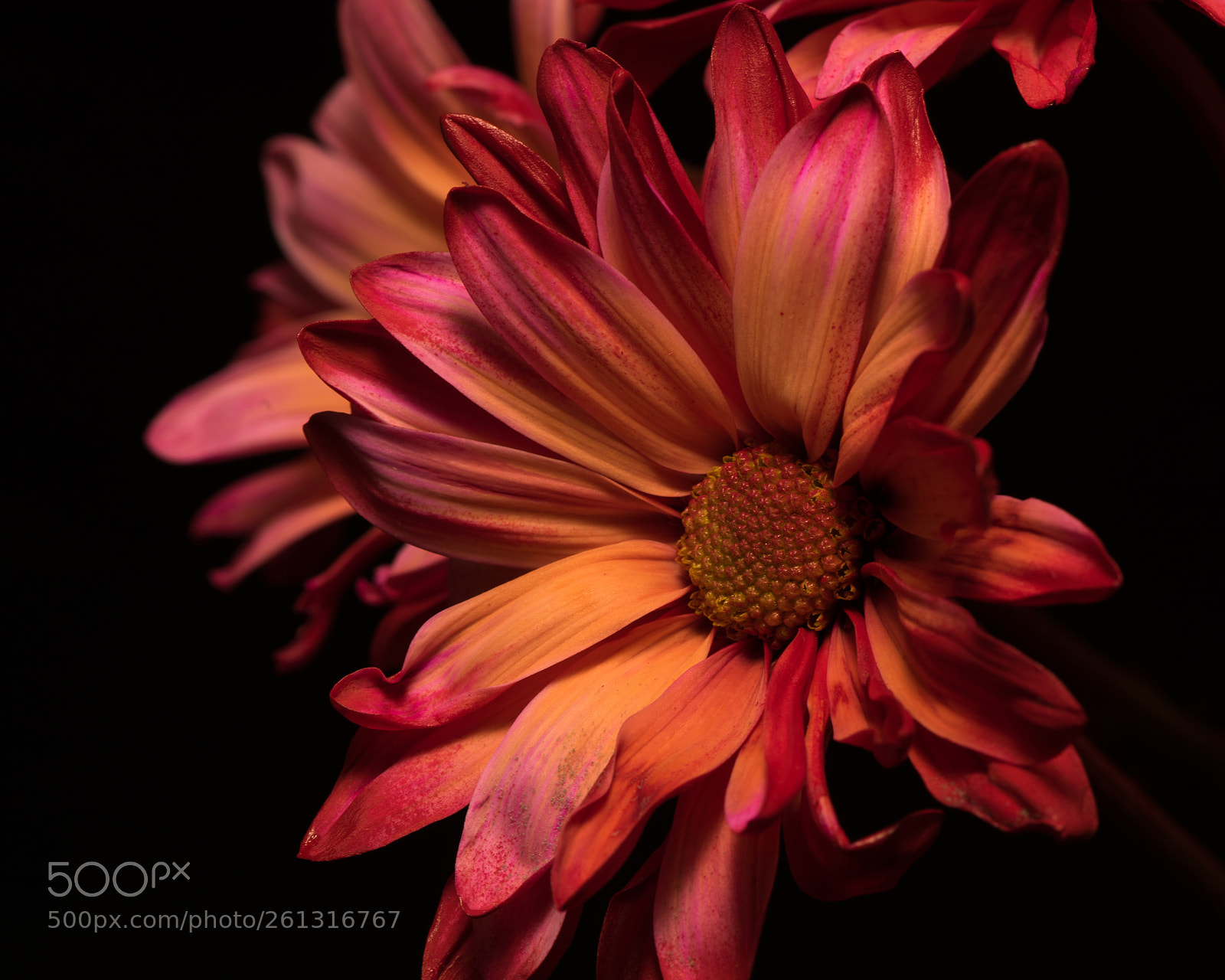 Nikon D810 sample photo. Painted lady 1227 photography
