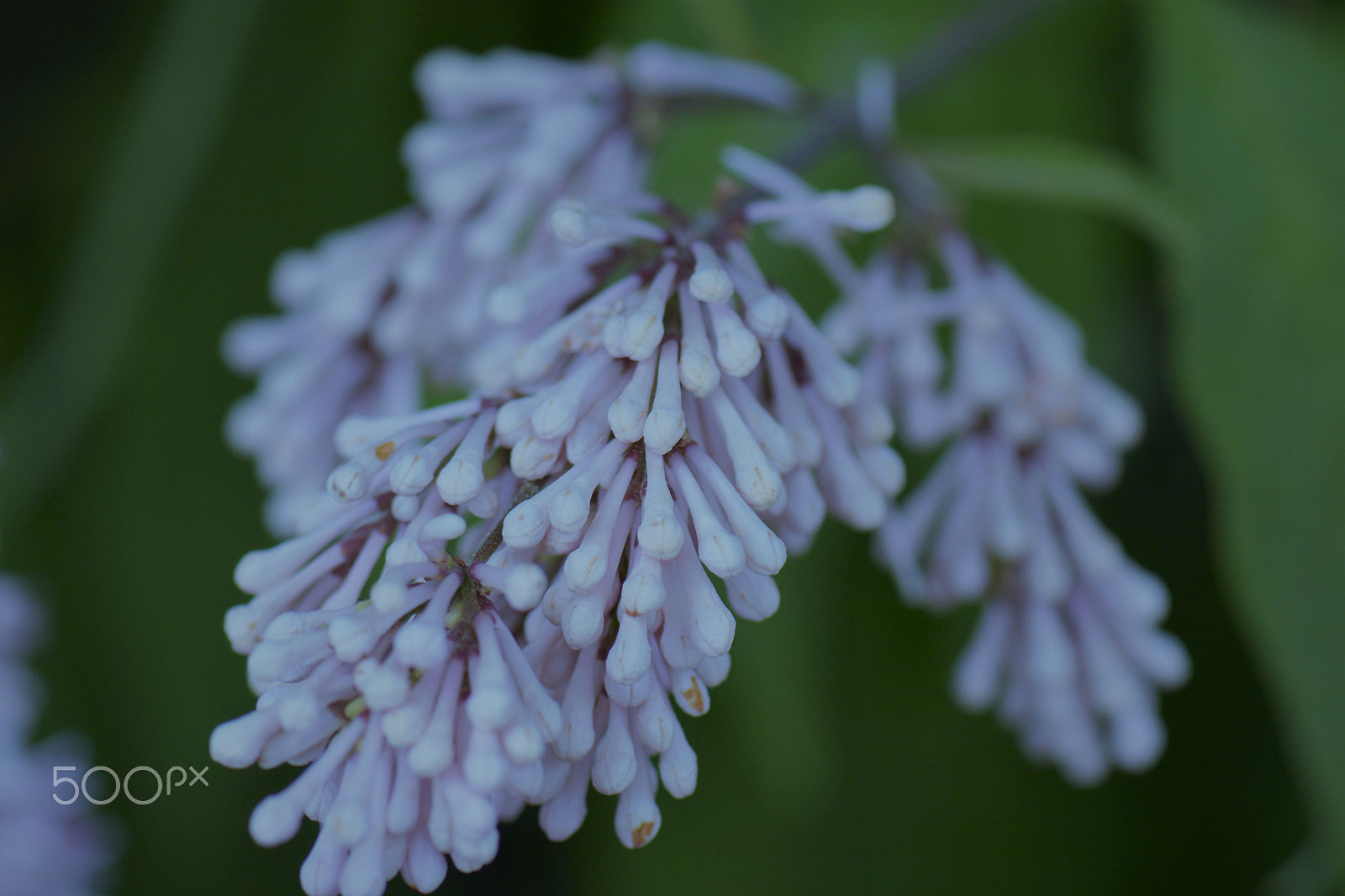 Nikon AF-S Micro-Nikkor 105mm F2.8G IF-ED VR sample photo. White flower buds in the shade. photography