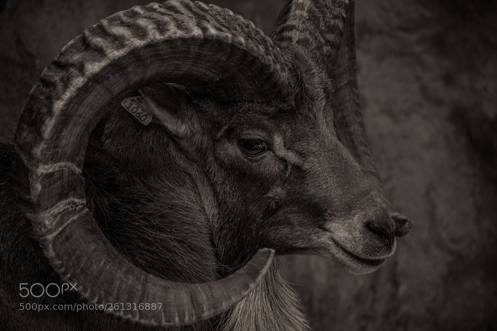 Nikon D7100 sample photo. Ram  photography