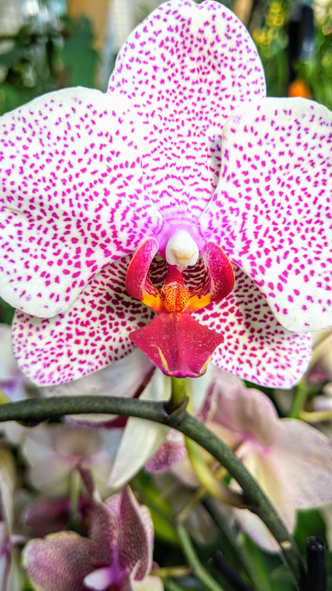 Google Pixel 2 XL sample photo. Like it's sticking it's tongue out at me photography