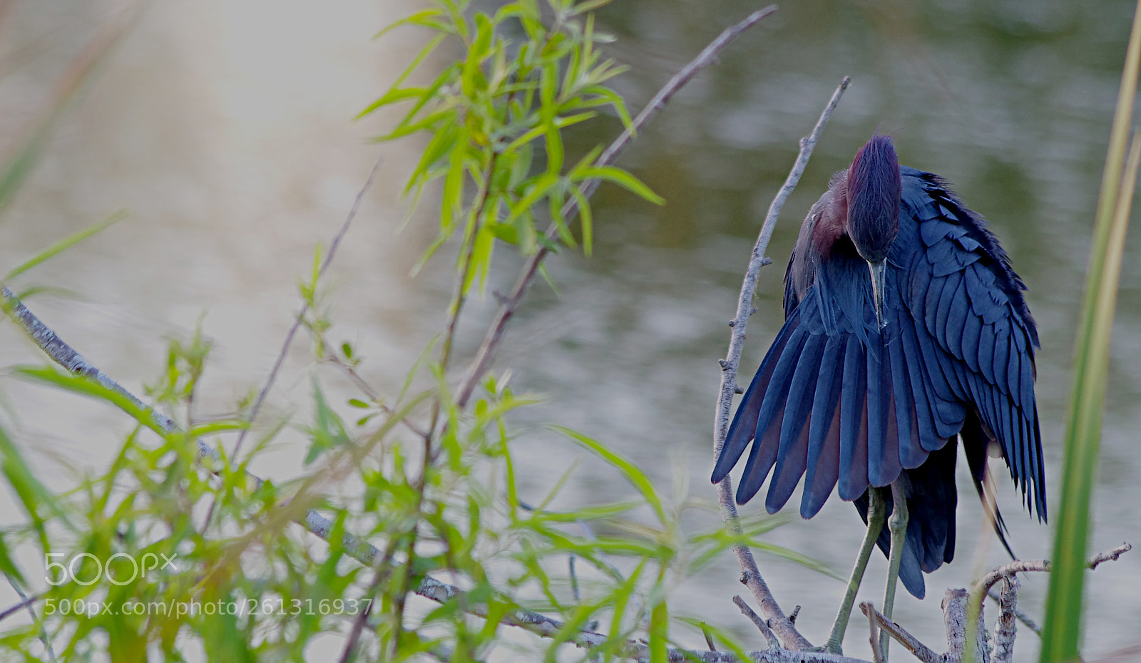 Pentax K-5 sample photo. Shame photography