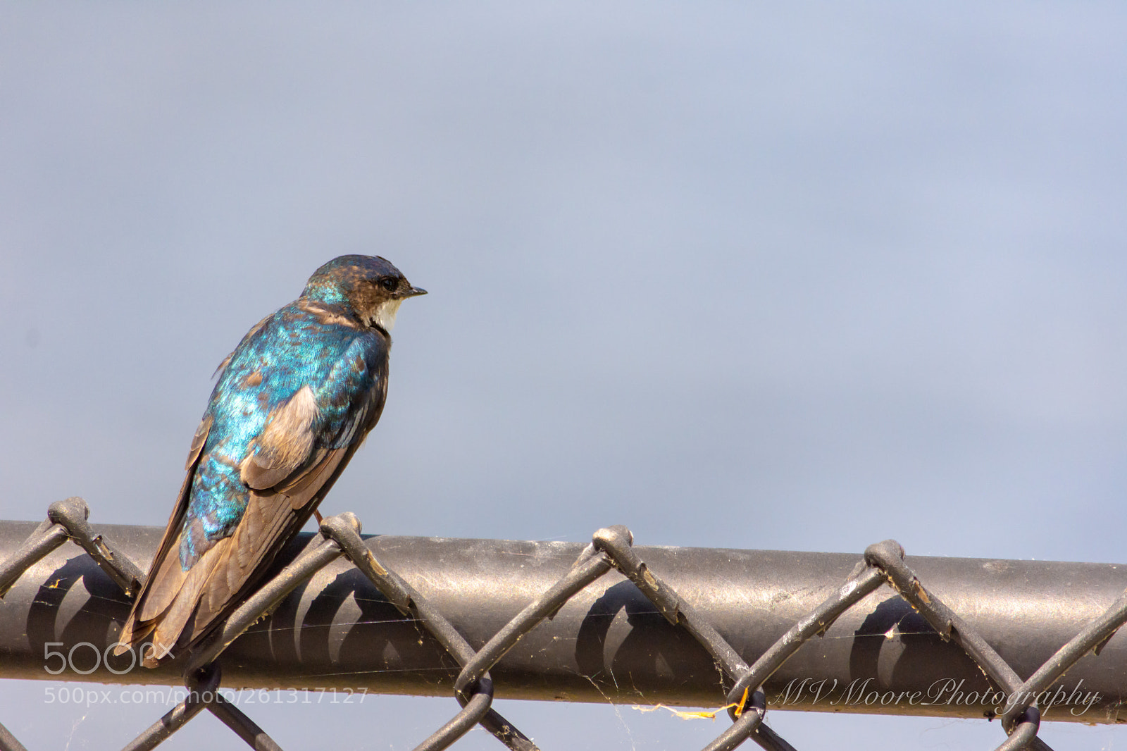 Nikon D7200 sample photo. Watching the birdie watch... photography