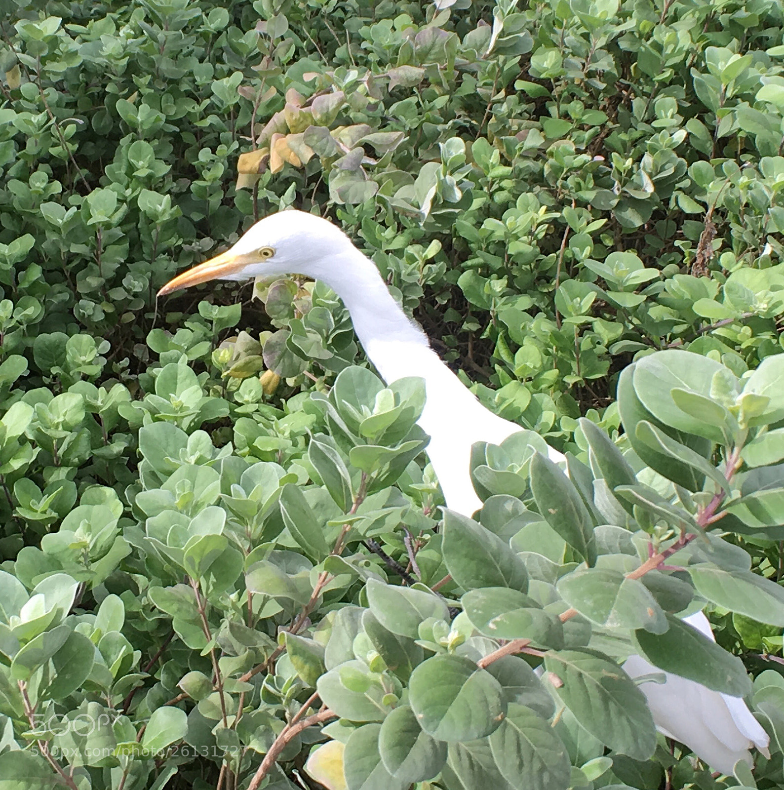 Apple iPhone 6s sample photo. Heron photography