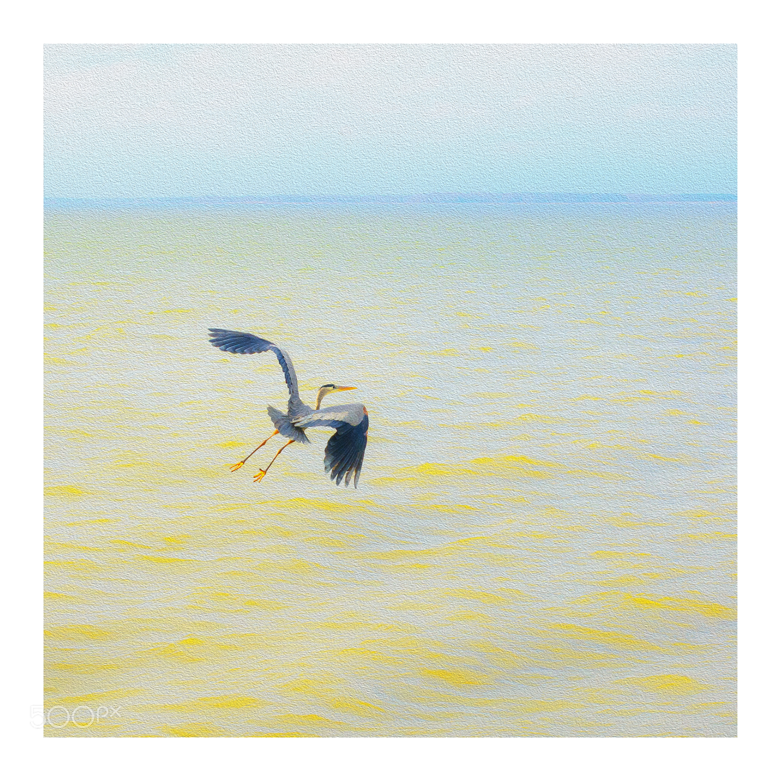 Nikon D7000 sample photo. Flying heron photography