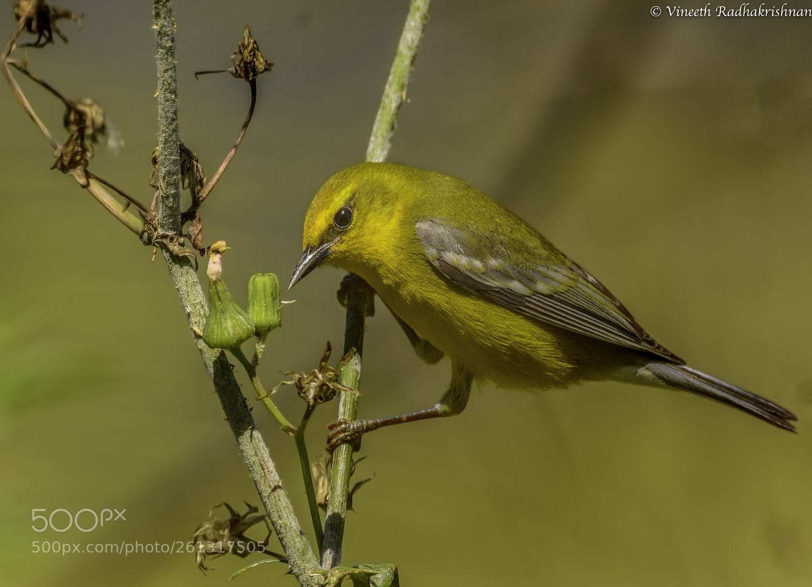 Nikon D7100 sample photo. Blue-winged warbler photography