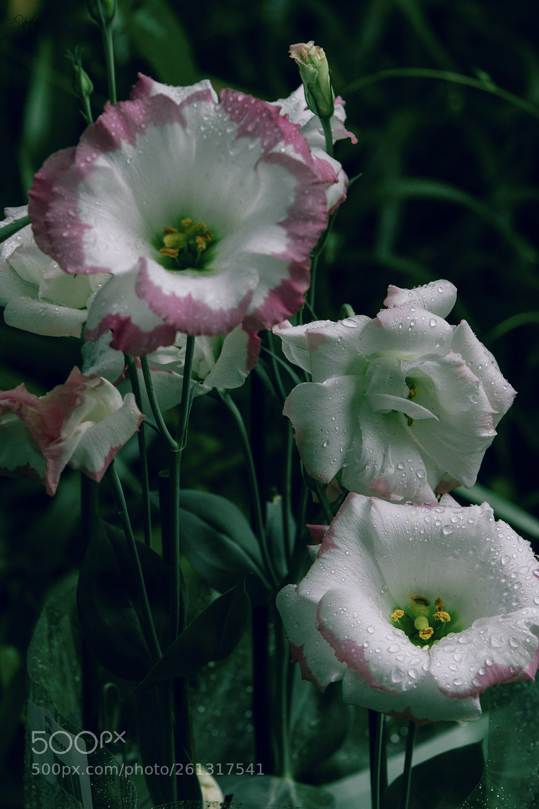 Canon EOS 600D (Rebel EOS T3i / EOS Kiss X5) sample photo. Floral photography