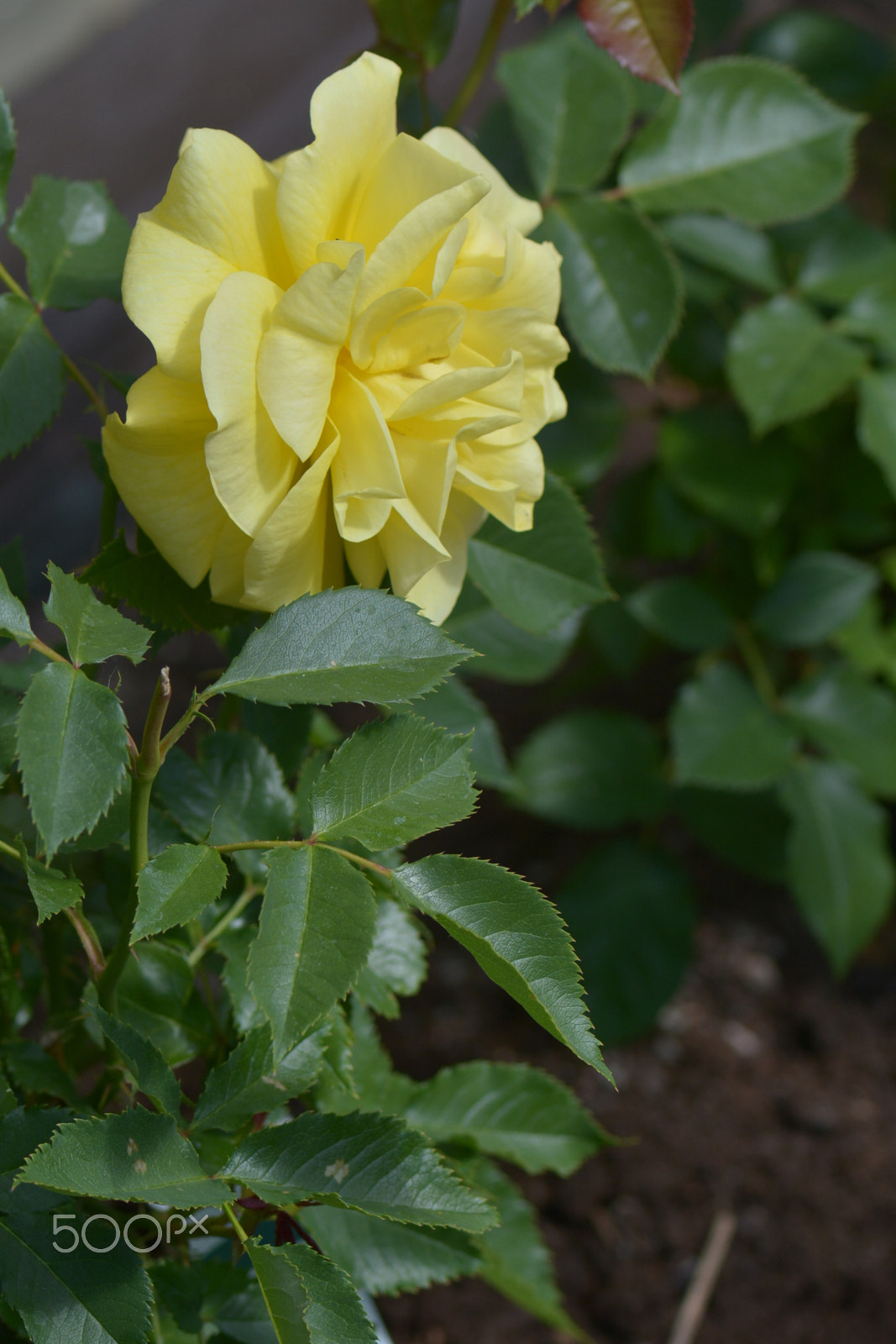 Nikon D7100 + Nikon AF-S Micro-Nikkor 105mm F2.8G IF-ED VR sample photo. A yellow rose against the wall. photography