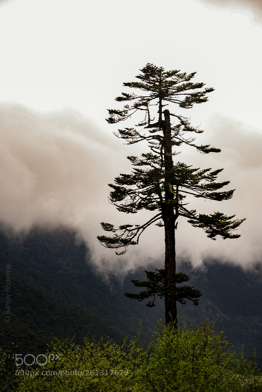 Nikon D750 sample photo. Untitled photography
