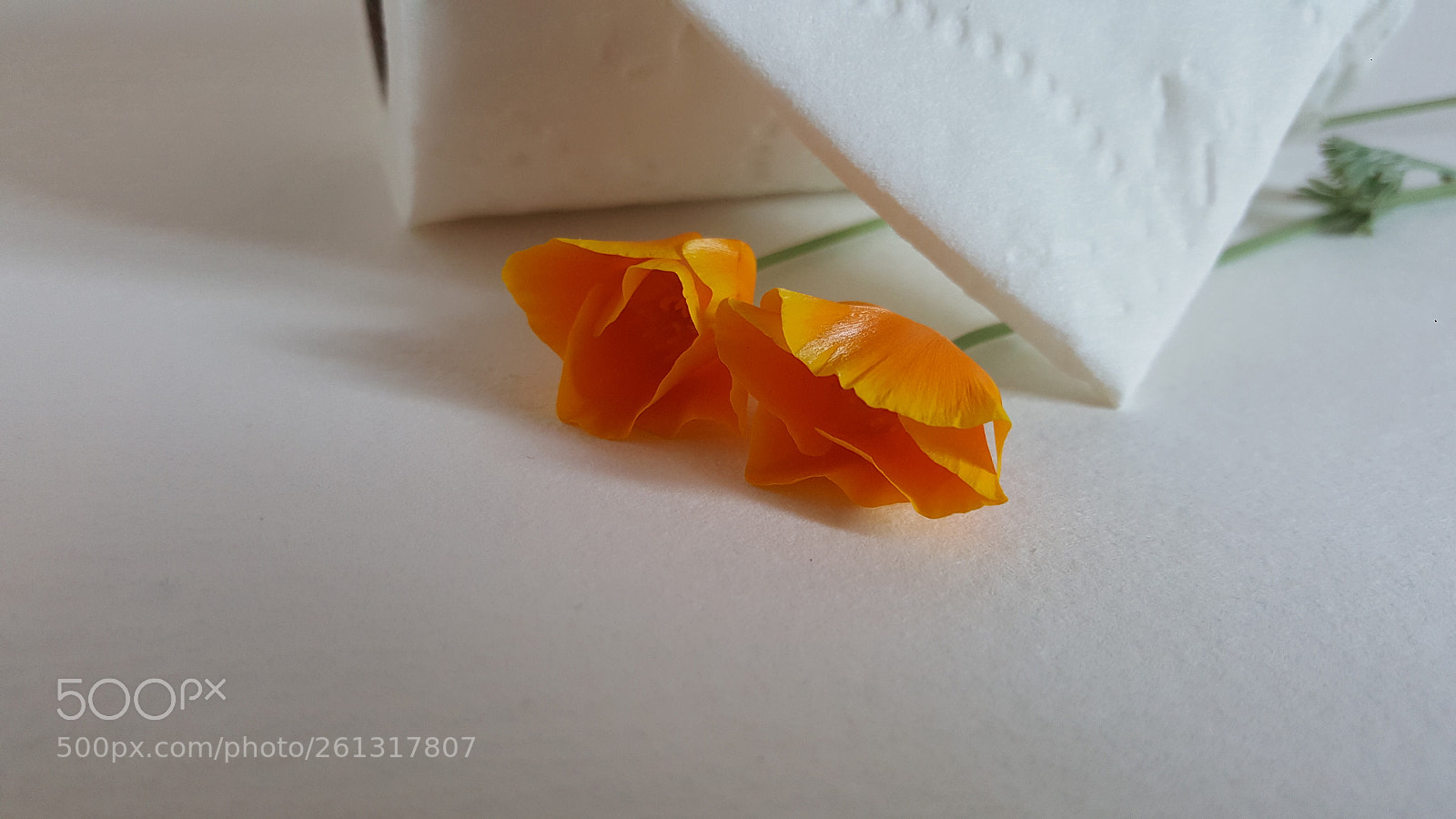 Samsung Galaxy Note5 sample photo. Paper on point photography