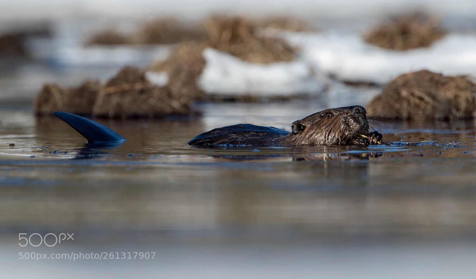 Canon EOS-1D X Mark II sample photo. Beaver photography