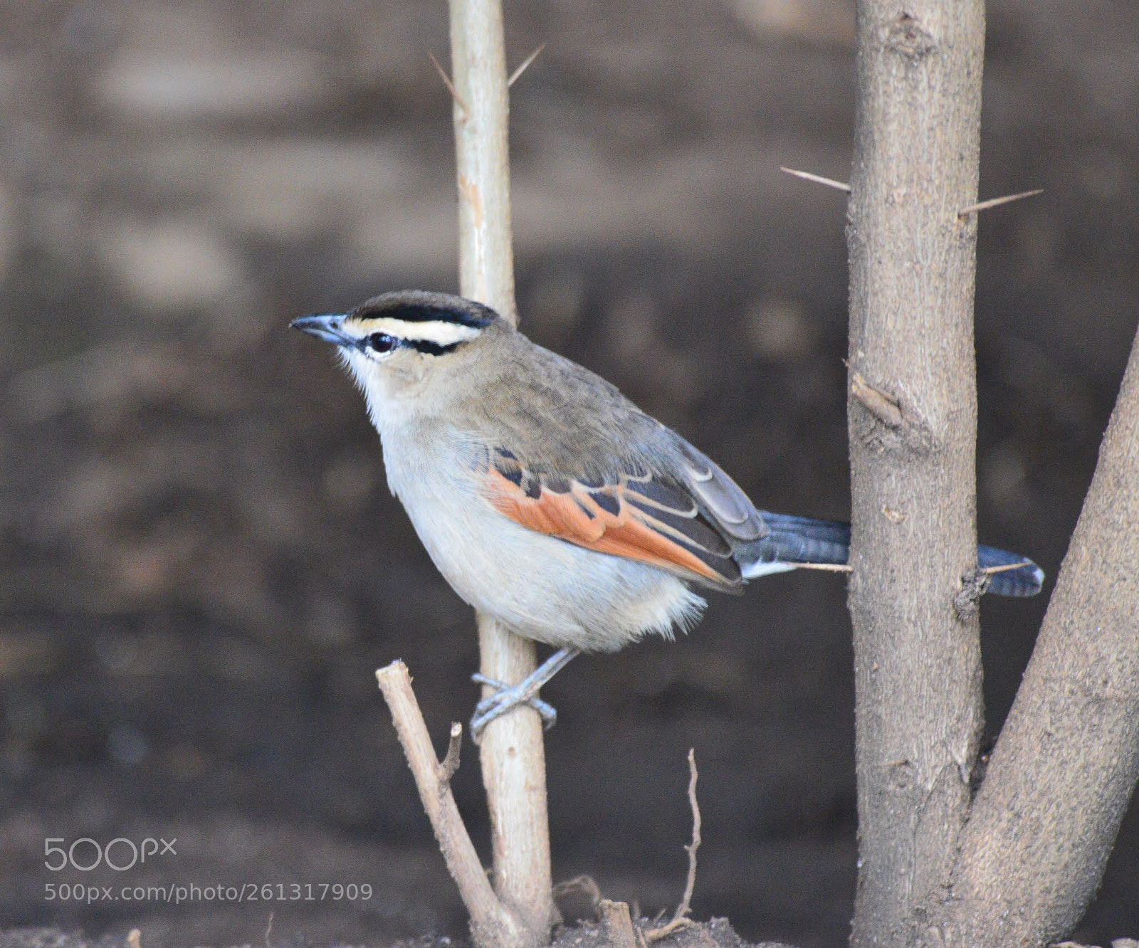 Nikon D800 sample photo. One whose name i photography