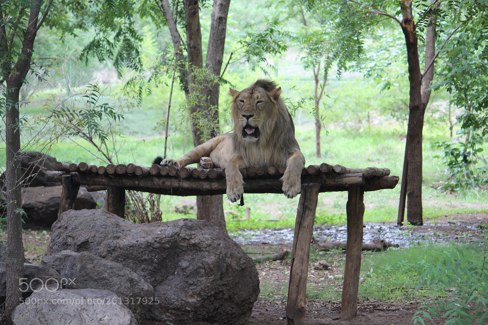 Canon EF-S 55-250mm F4-5.6 IS II sample photo. Lion photography
