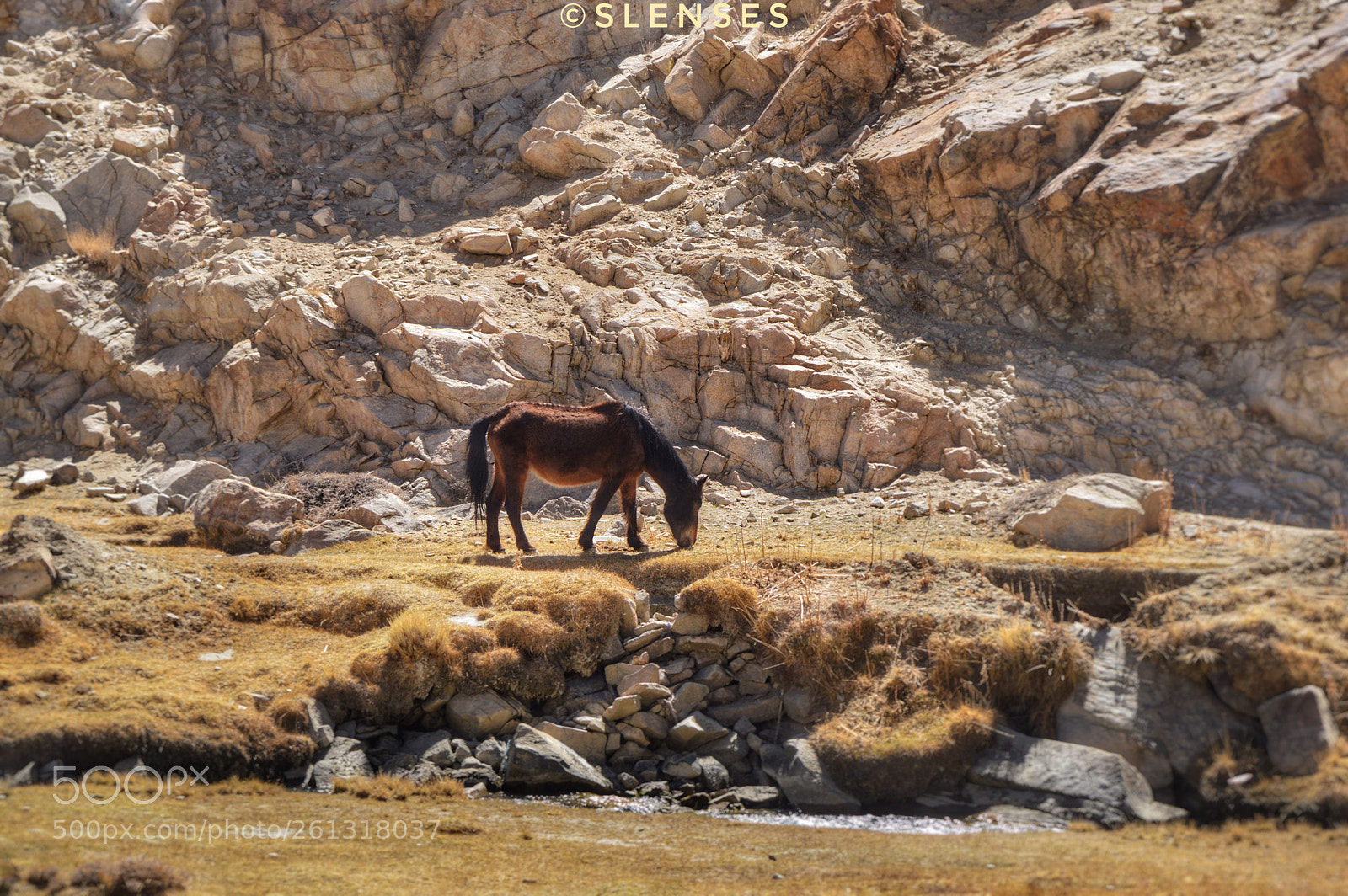Nikon D3200 sample photo. #thewildstallion photography