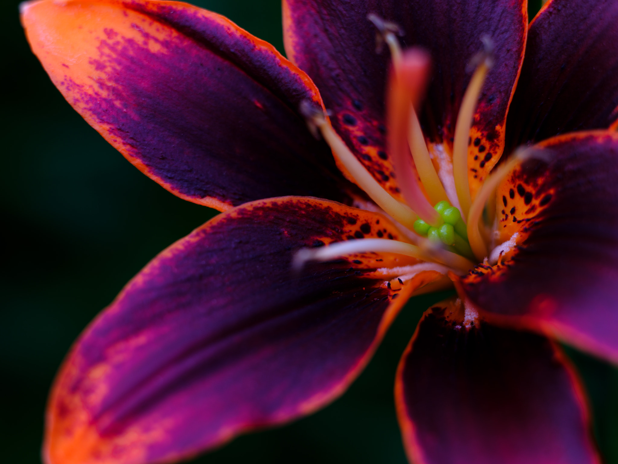 Fujifilm GFX 50S sample photo. Lily at dusk photography