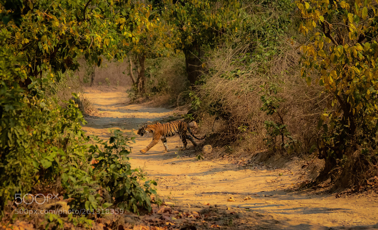 Nikon D7100 sample photo. Habitat of the royal photography