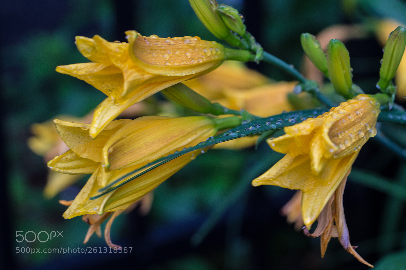 Canon EOS 700D (EOS Rebel T5i / EOS Kiss X7i) sample photo. Closed due to rain photography