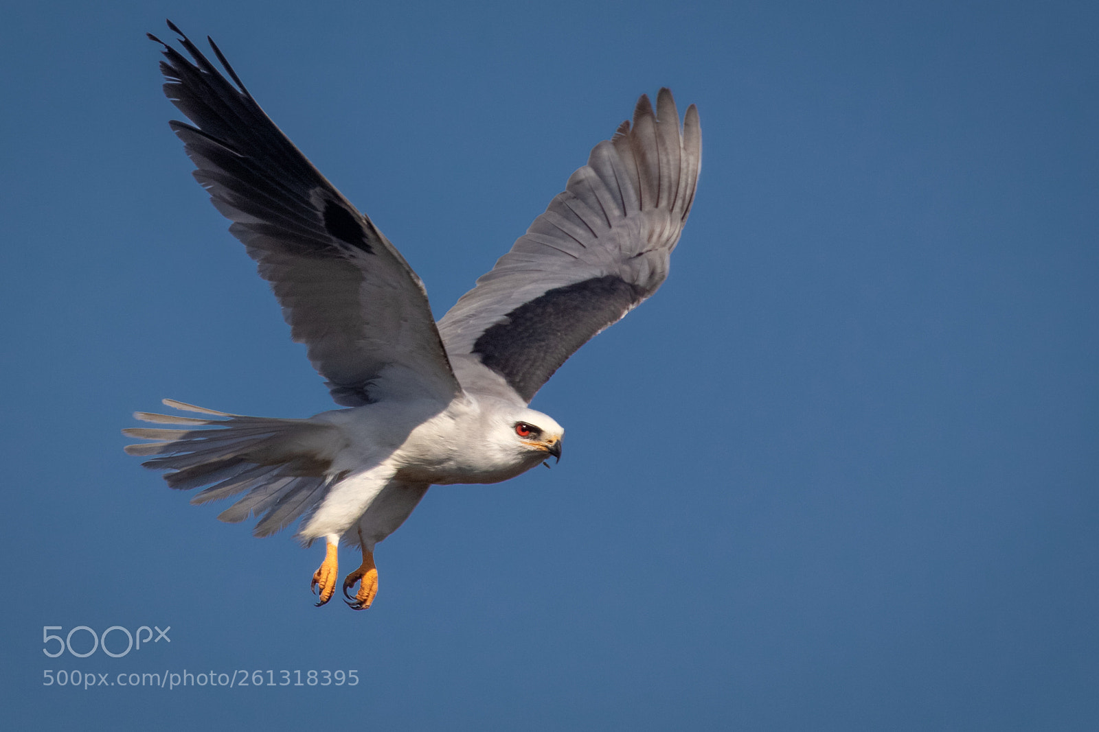 Canon EOS 7D Mark II sample photo. Mama white-tailed kite photography