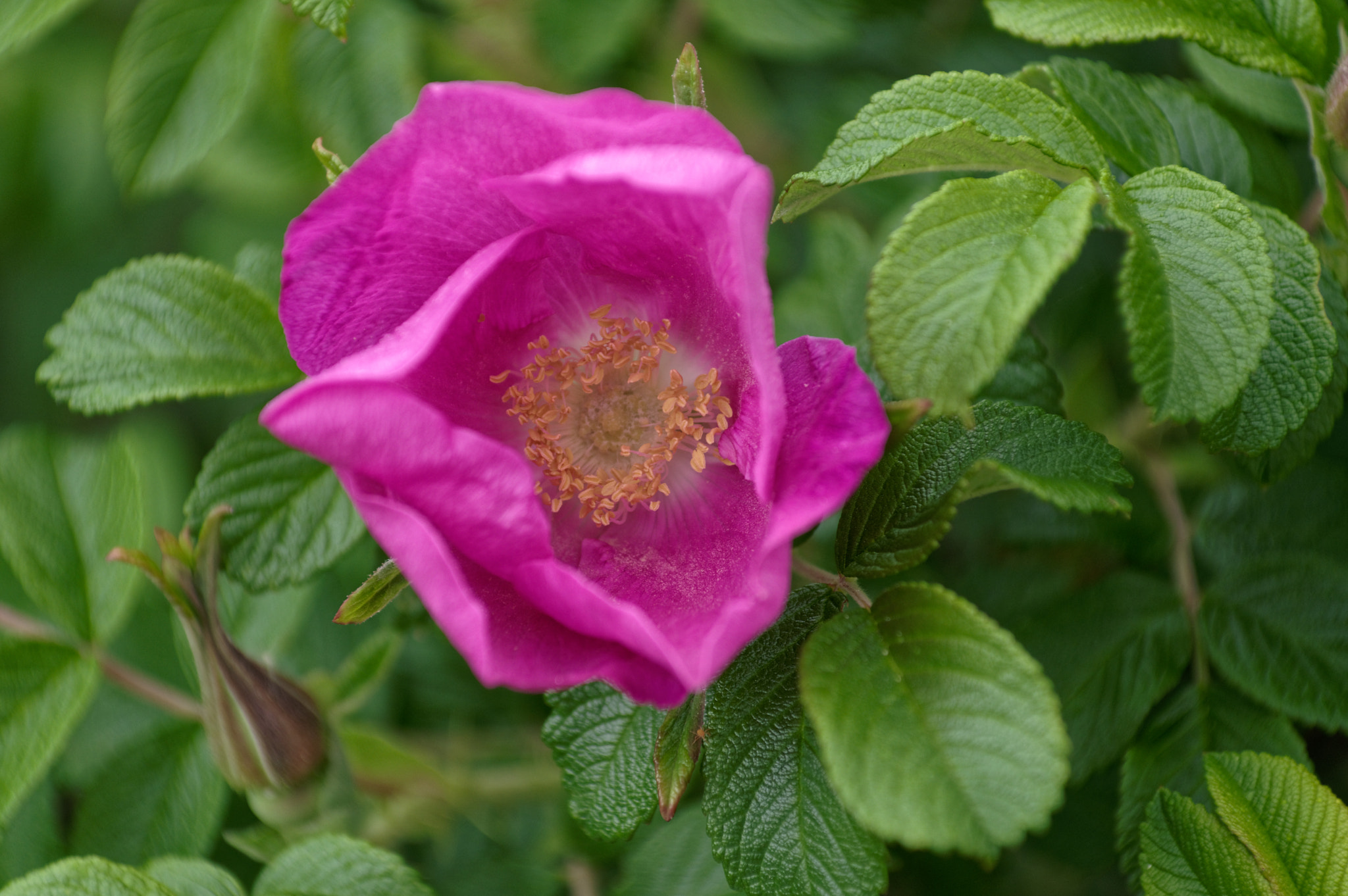 Pentax KP sample photo. Beach rose up close photography