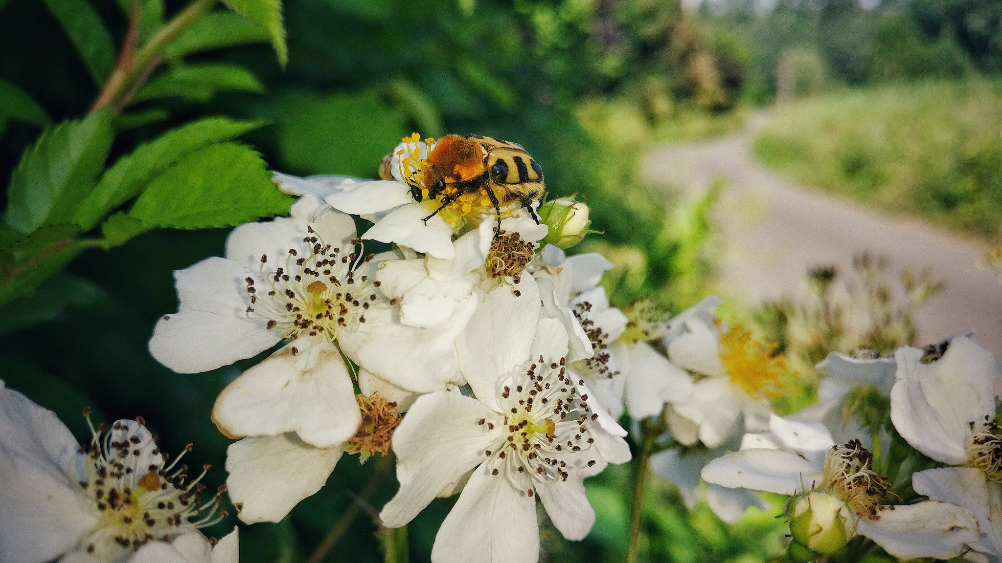 OnePlus A3003 sample photo. Trichie fasciée photography