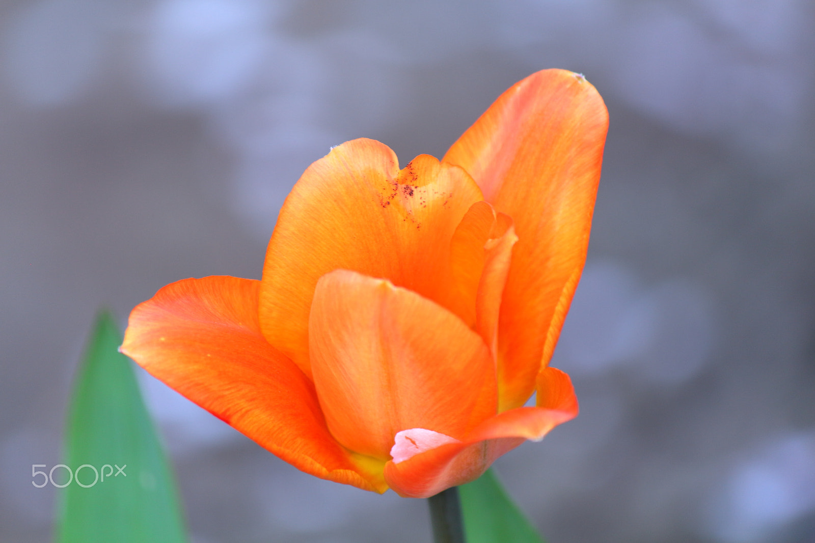 Canon EOS 650D (EOS Rebel T4i / EOS Kiss X6i) sample photo. Lilly flower. photography