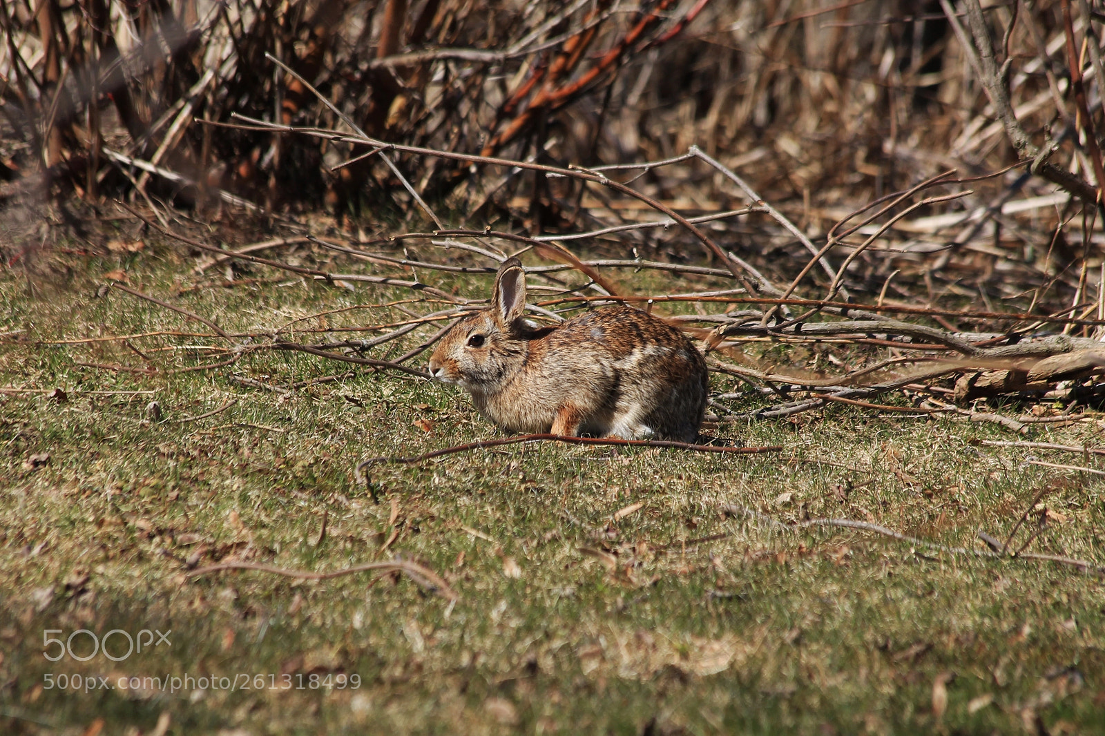 Canon EOS 1100D (EOS Rebel T3 / EOS Kiss X50) sample photo. Rabbit photography
