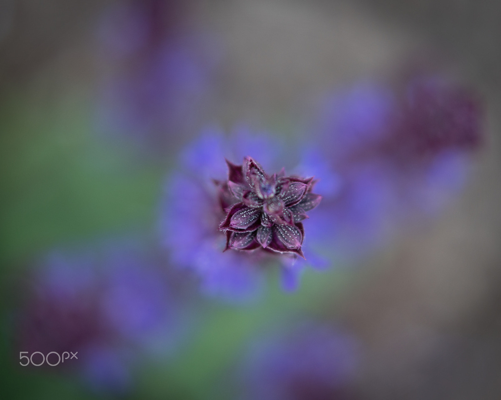 Sony SLT-A68 sample photo. Salvia photography