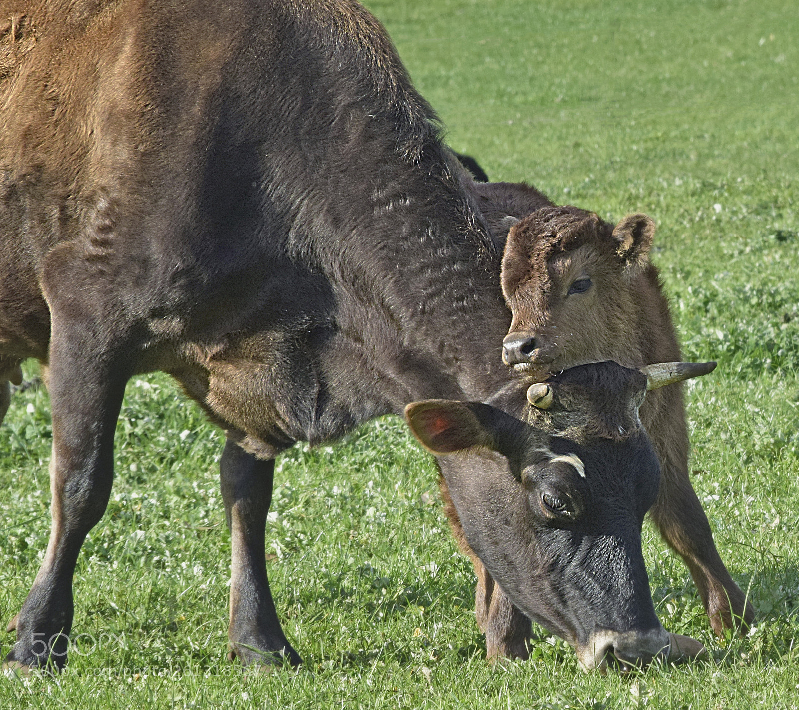 Nikon D5300 sample photo. Cow and calf photography