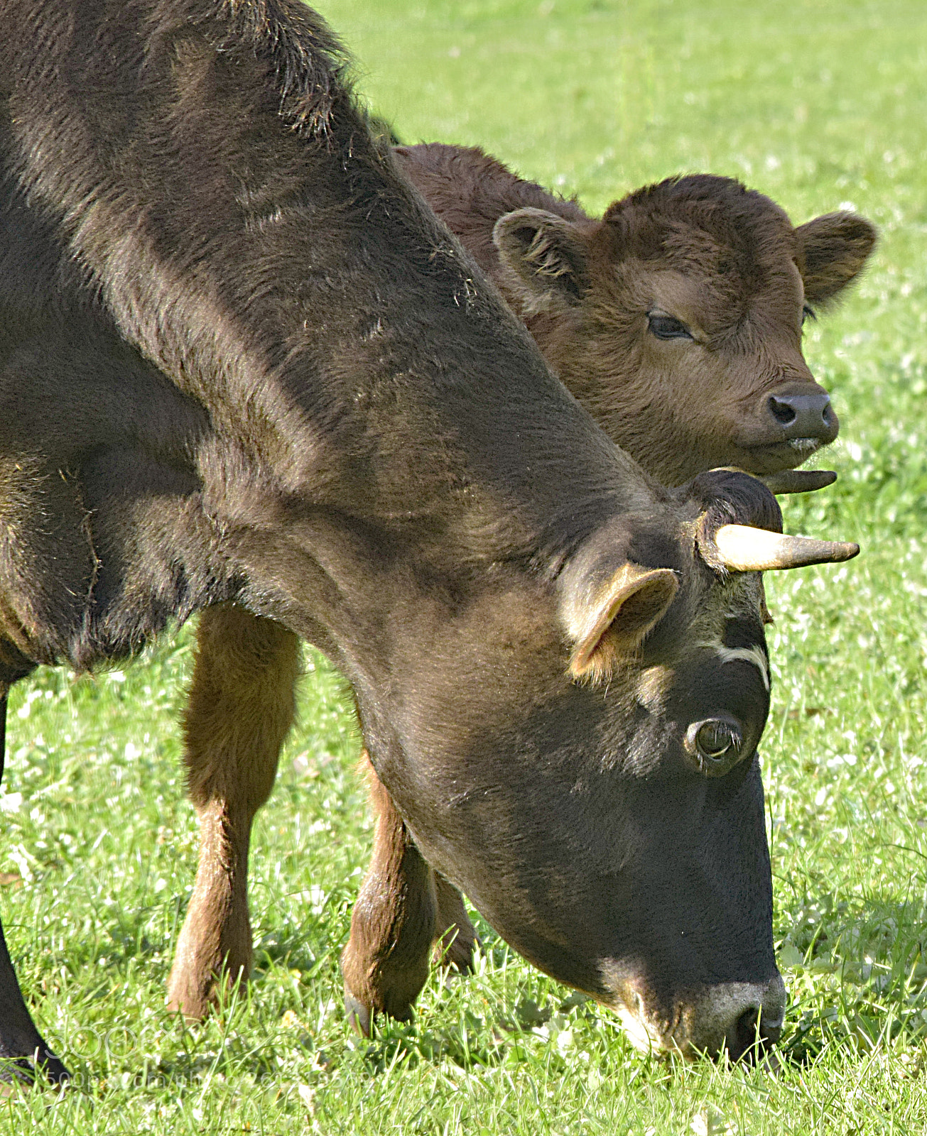 Nikon D5300 sample photo. Cow and calf photography
