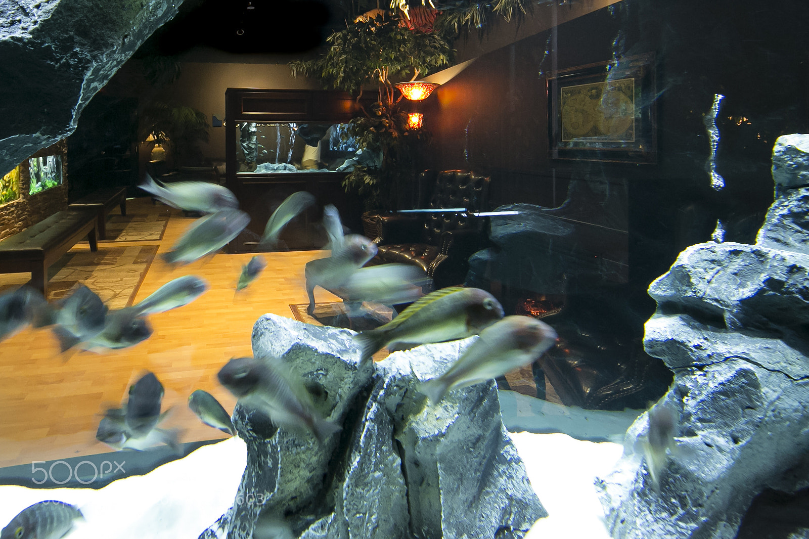 Canon EOS-1D X sample photo. Naturedecor aqurium photography