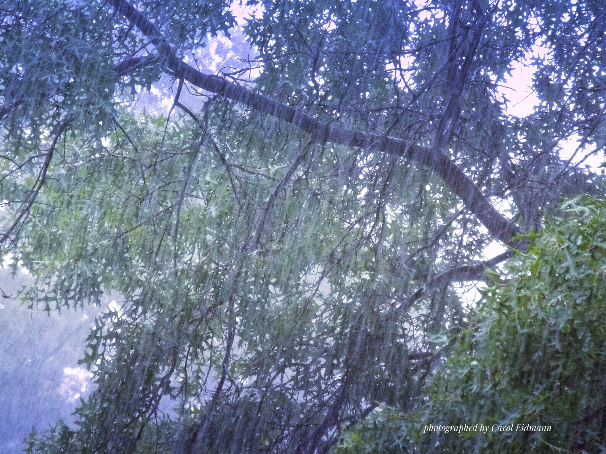 Fujifilm FinePix S9900W S9950W sample photo. Midday rain photography