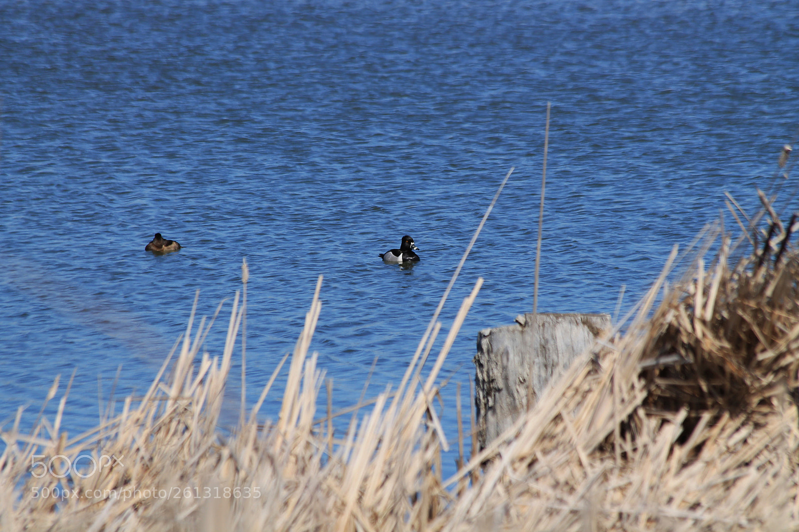 Canon EOS 1100D (EOS Rebel T3 / EOS Kiss X50) sample photo. Ring-necked duck photography