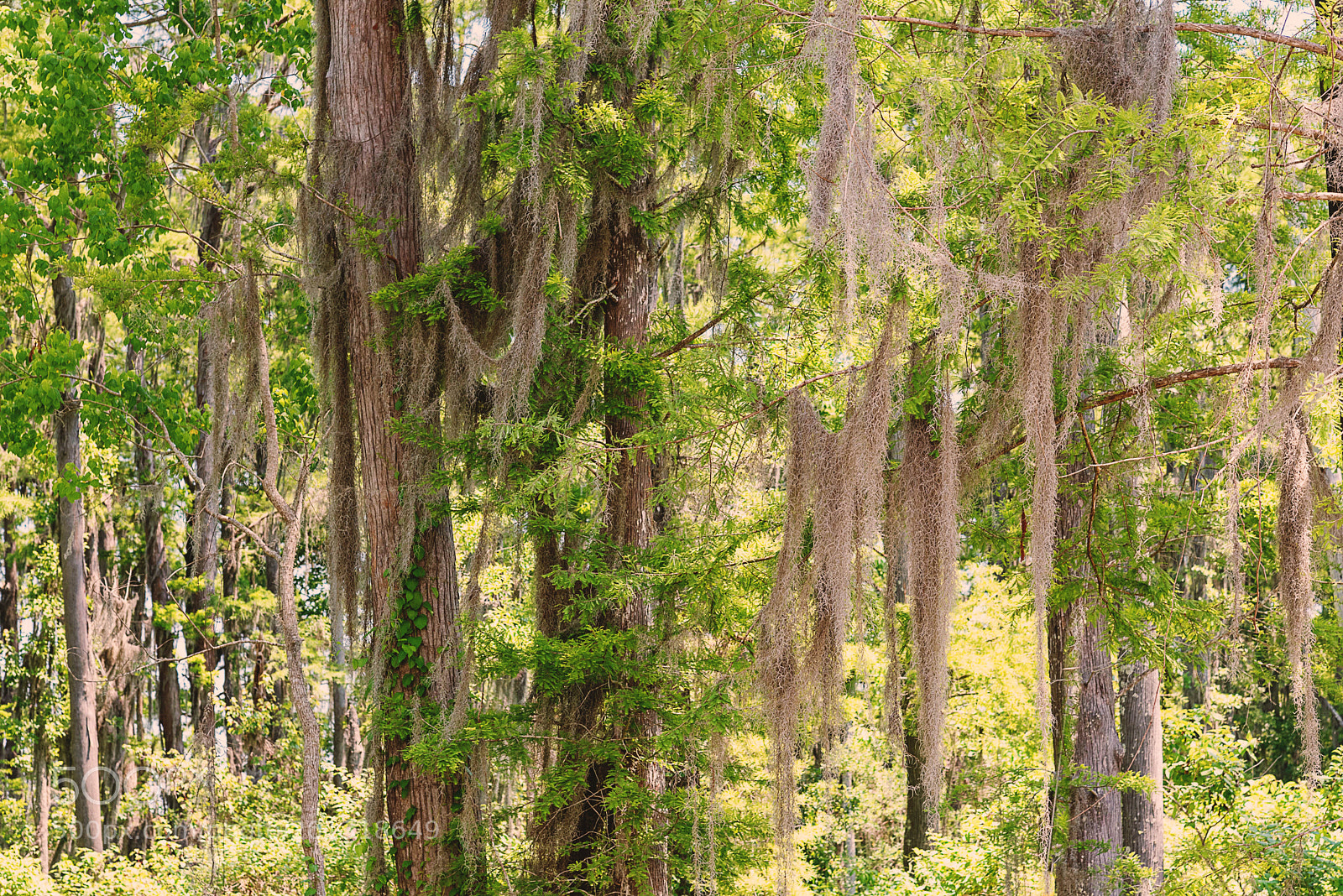 Nikon D750 sample photo. Louisianna swamp flora photography