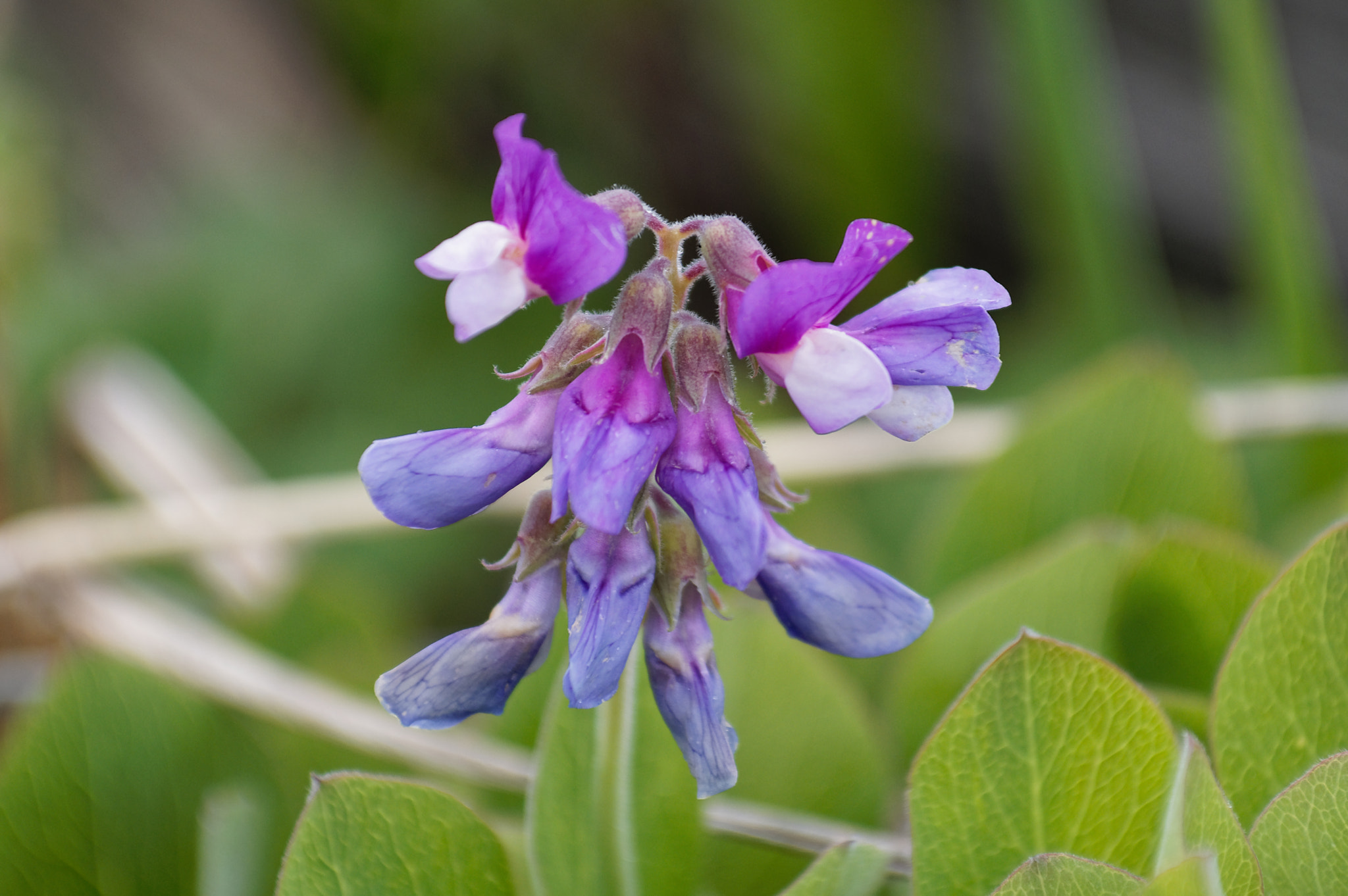 Pentax KP sample photo. Beach bloomer photography