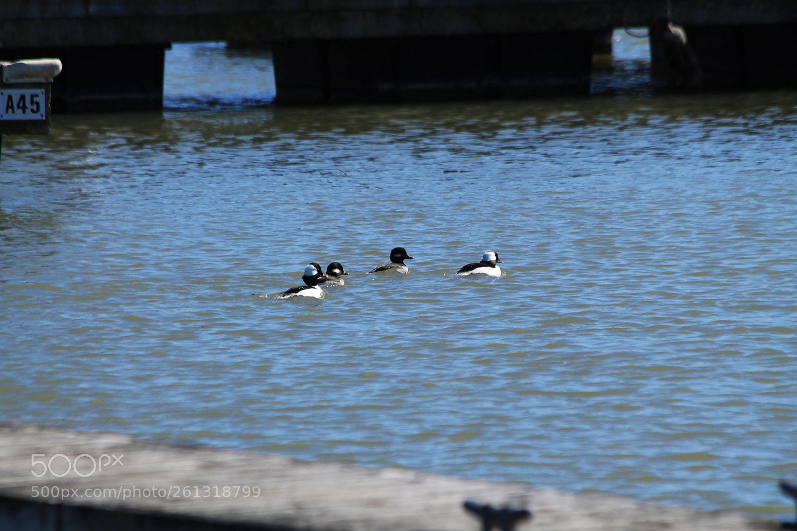 Canon EOS 1100D (EOS Rebel T3 / EOS Kiss X50) sample photo. Bufflehead photography