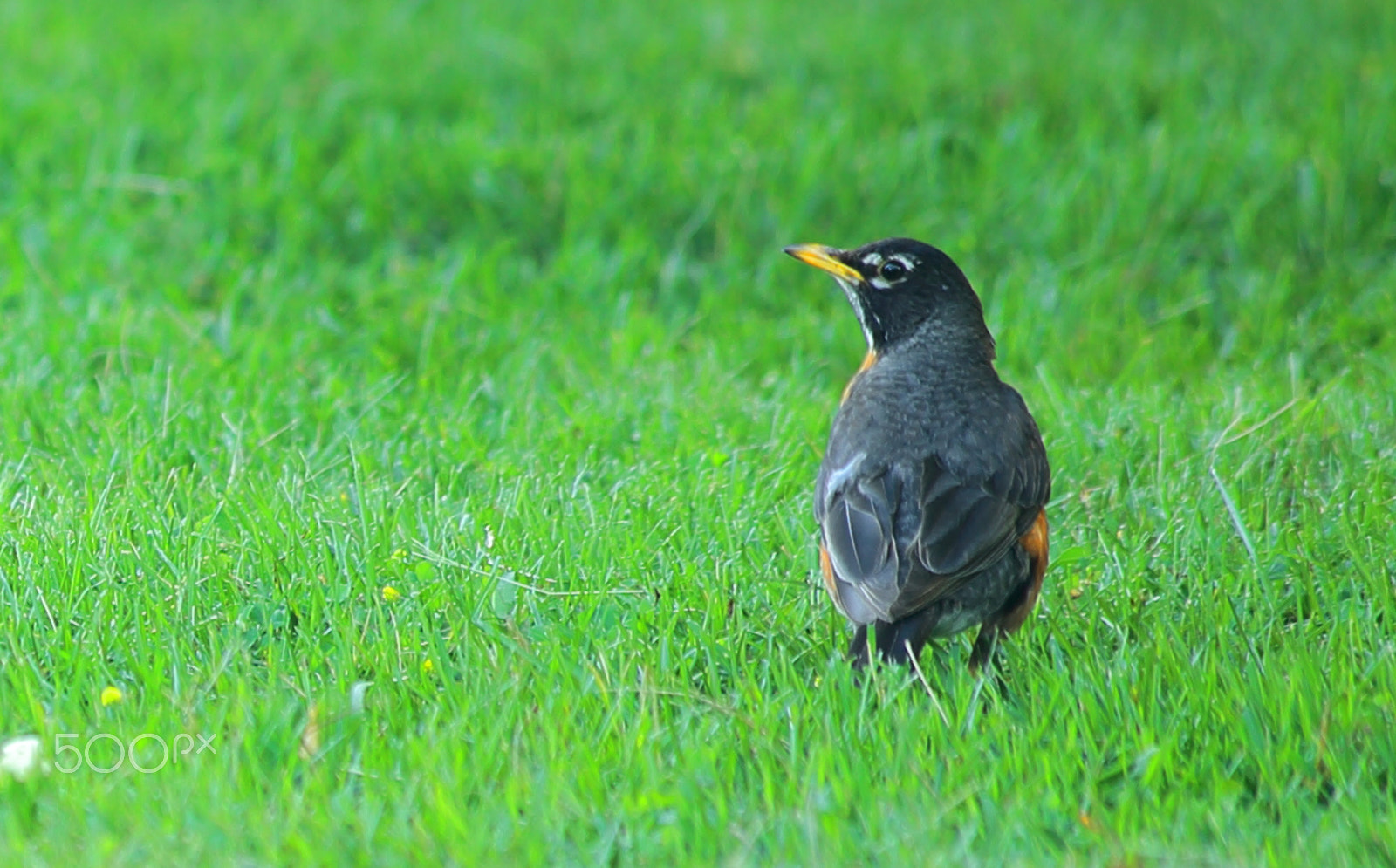 Canon EOS 5D + Canon EF 70-300mm F4-5.6 IS USM sample photo. Beautiful american robin photography