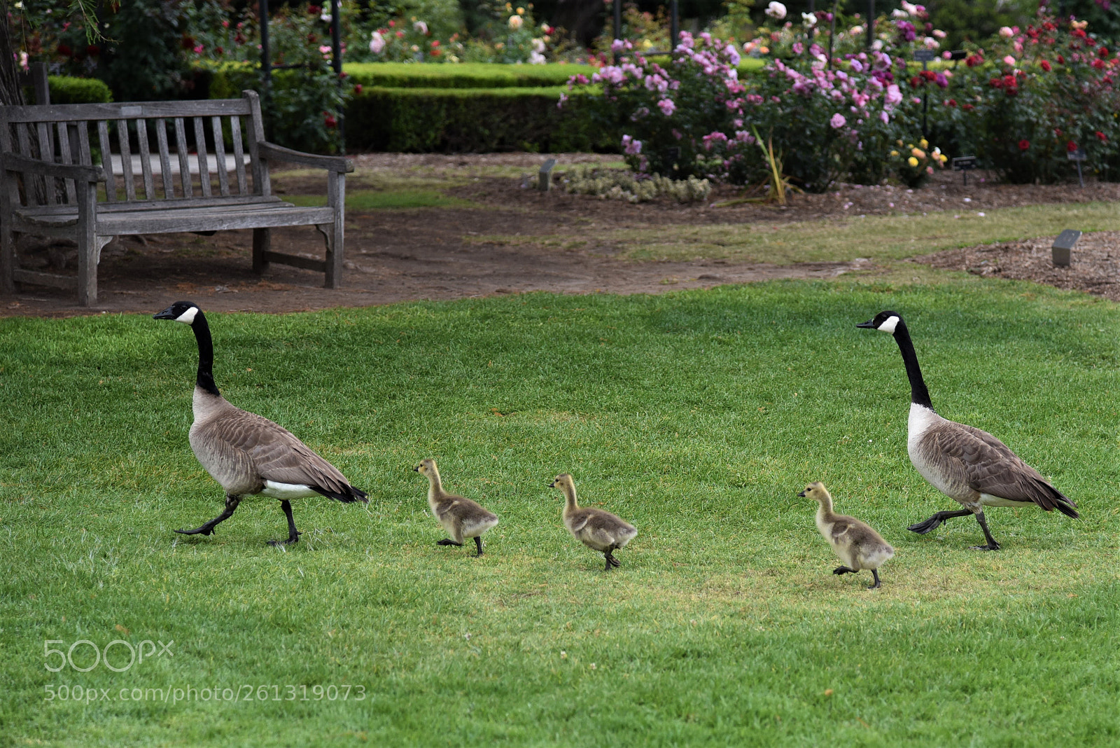 Nikon D750 sample photo. Family of geese photography
