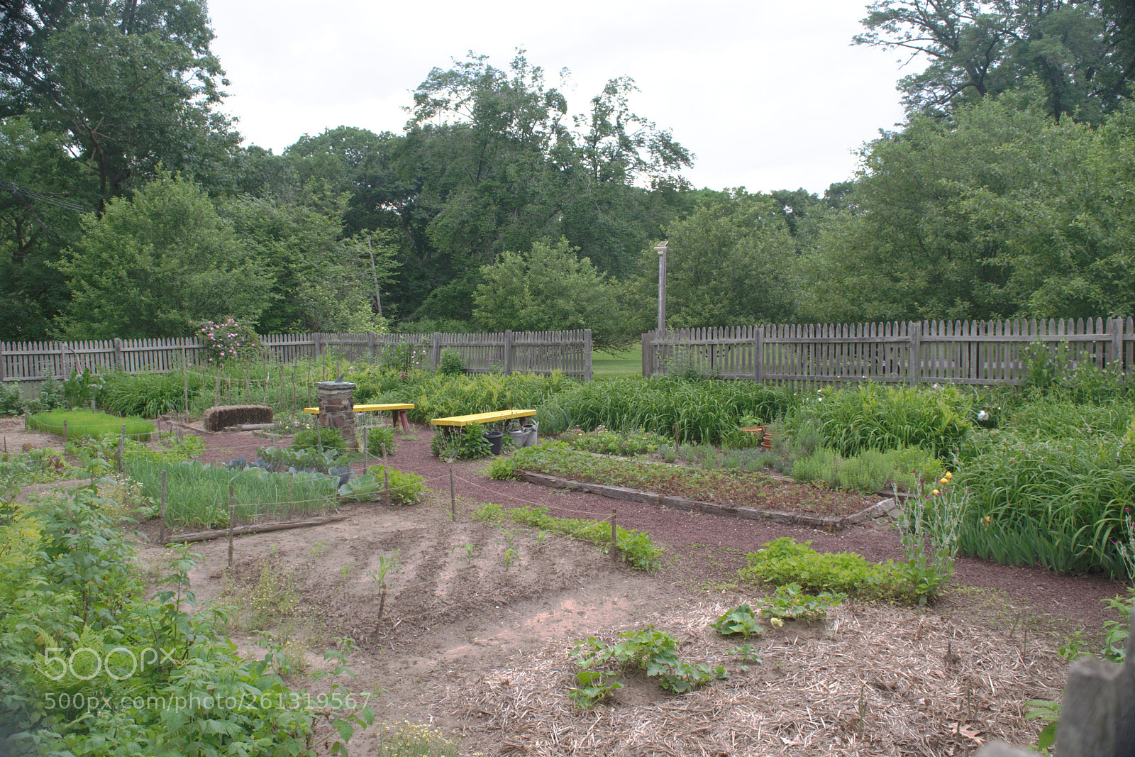 Nikon D3300 sample photo. The kitchen garden photography