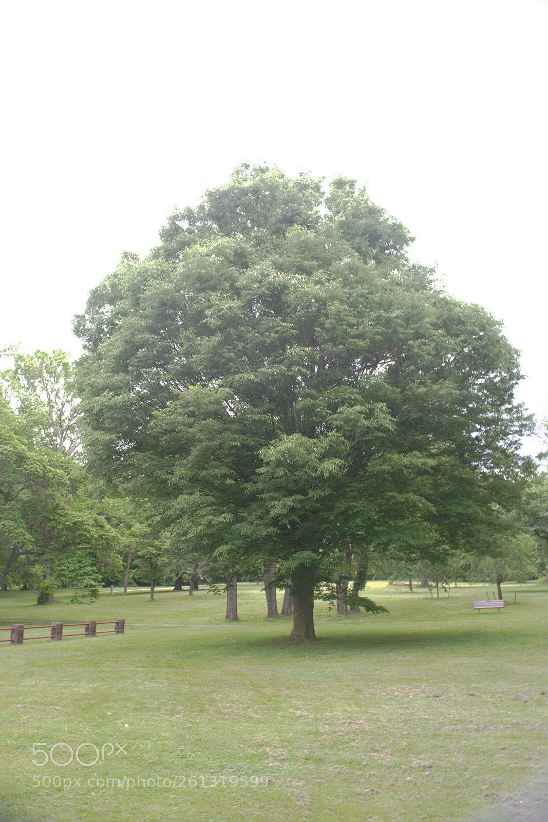 Nikon D3300 sample photo. Random tree photography
