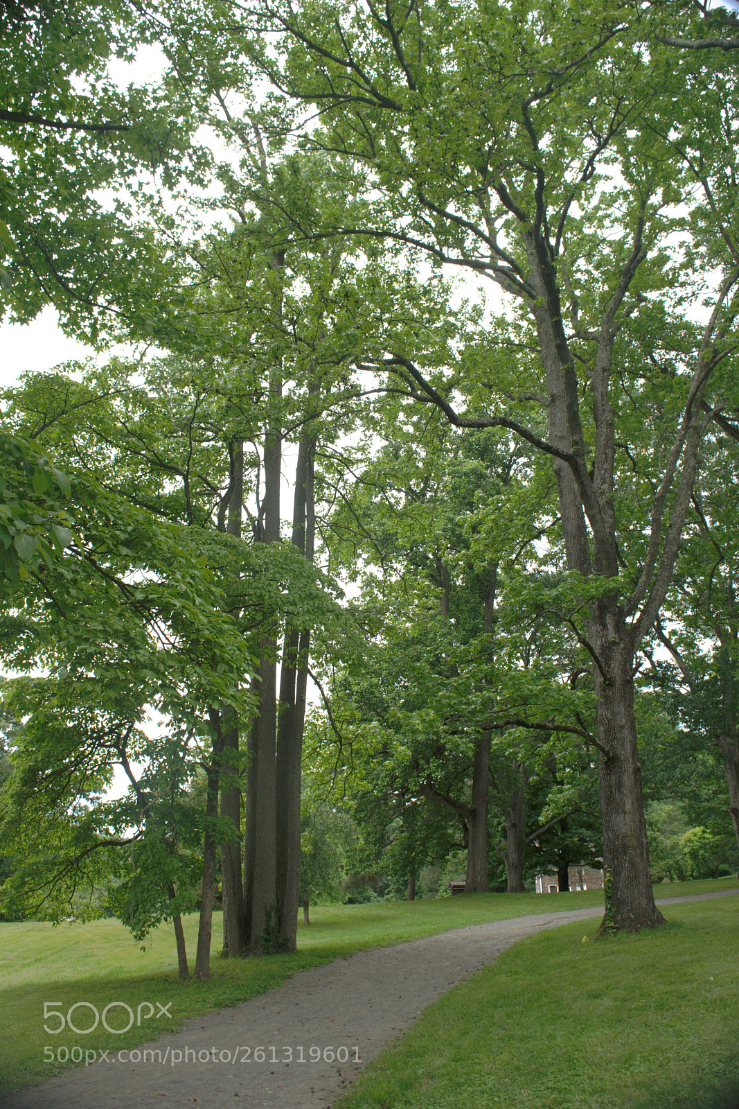 Nikon D3300 sample photo. Random trail photography