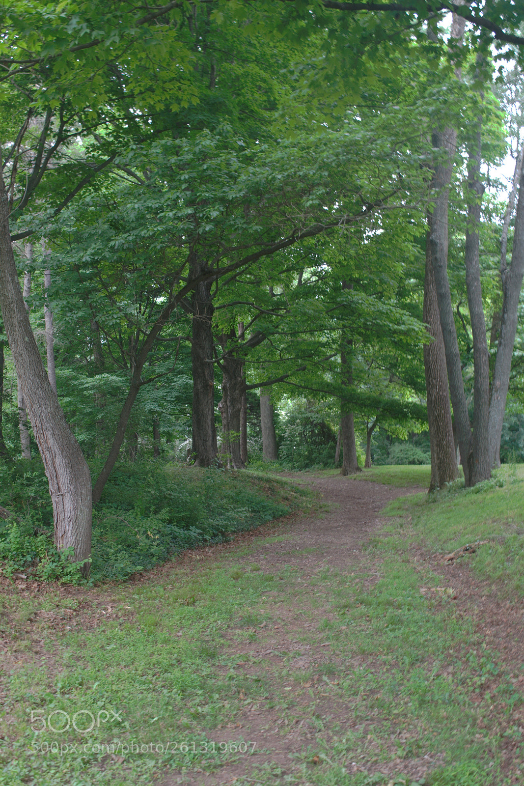 Nikon D3300 sample photo. The continental lane photography