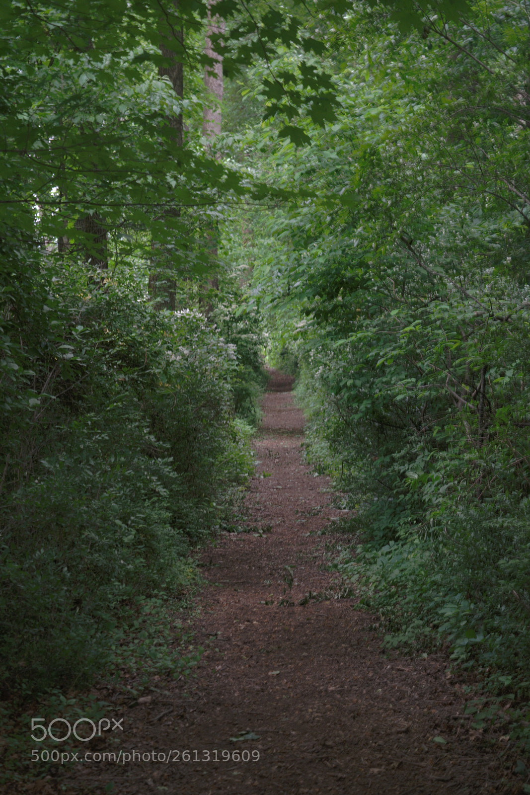 Nikon D3300 sample photo. The continental lane photography